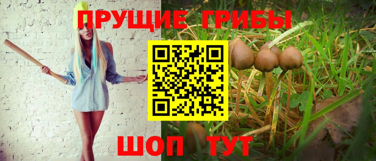 Алексин  Псилоцибиновые грибы Cubensis  Вход с VPN 